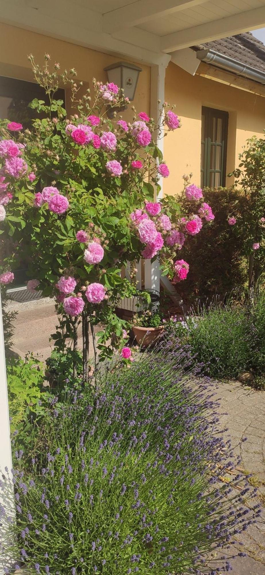 Wirtshaus Neuenkirchen Ξενοδοχείο Neuenkirchen auf Rugen Εξωτερικό φωτογραφία